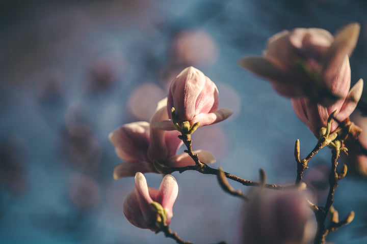 files/soft-magnolia-blooms.jpg